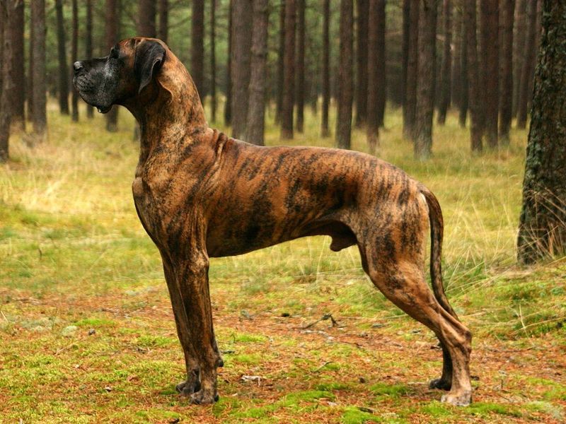 Great Dane