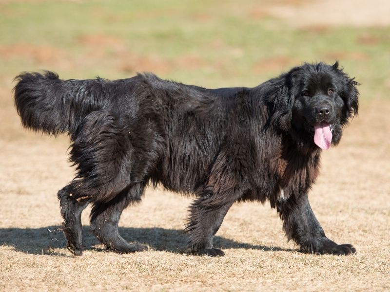 Newfoundland