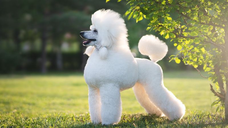 Poodle