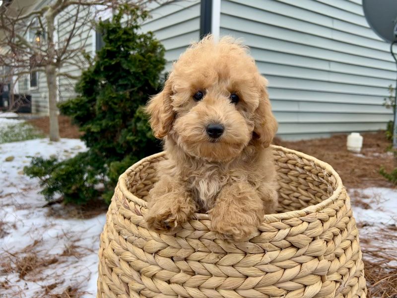 Poodle