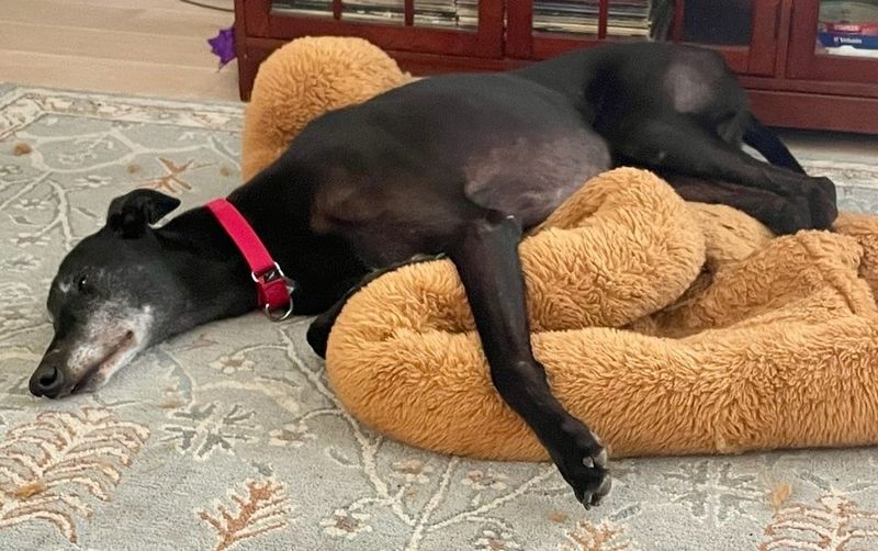Greyhound