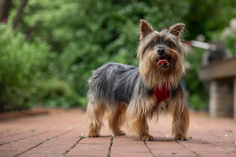 Yorkshire Terrier