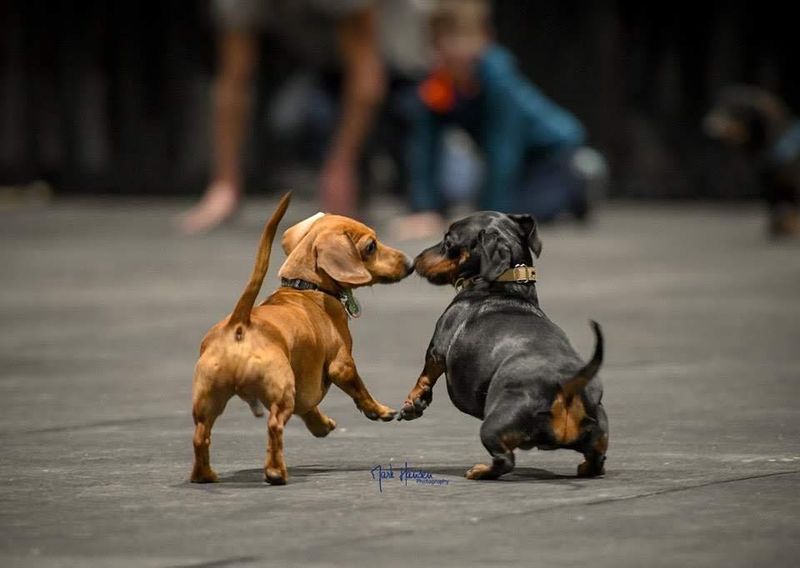 Dachshund