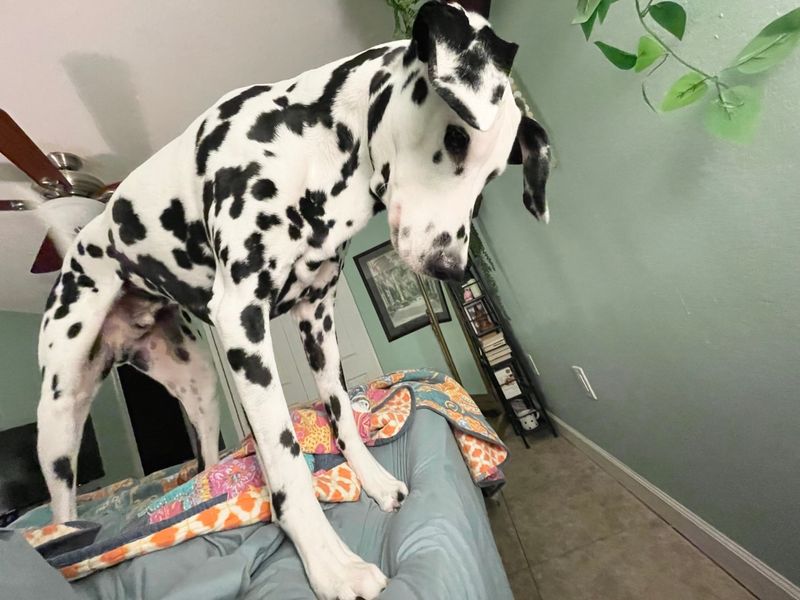 Dalmatian