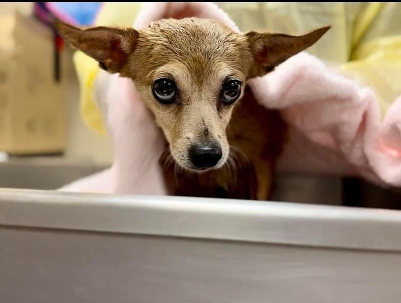 Chihuahua