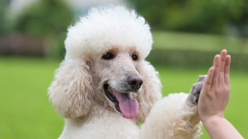 Poodle: Intelligent Playmates