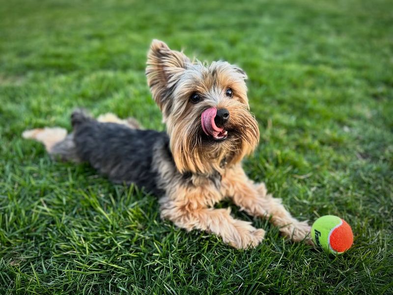Yorkshire Terrier