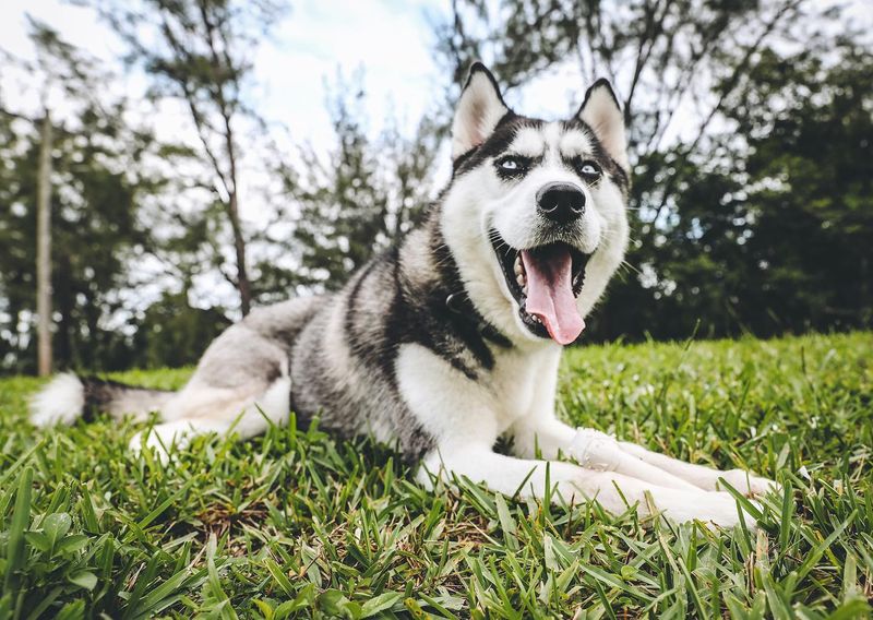 Siberian Husky