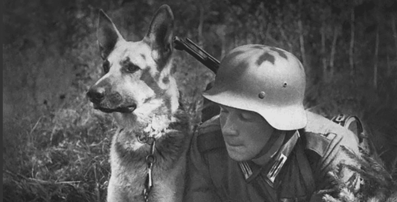 German Shepherd