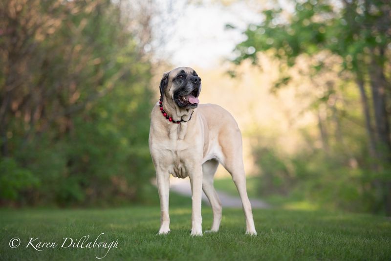 English Mastiff