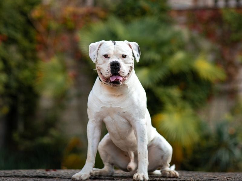 American Bulldog