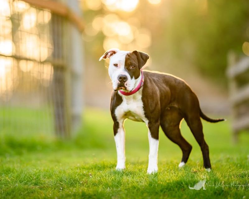 American Staffordshire Terrier