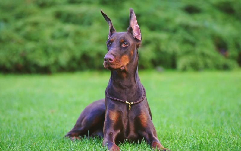 Doberman Pinscher