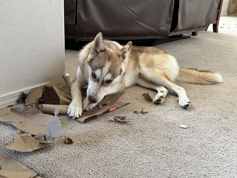 Siberian Husky