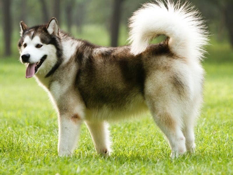 Alaskan Malamute