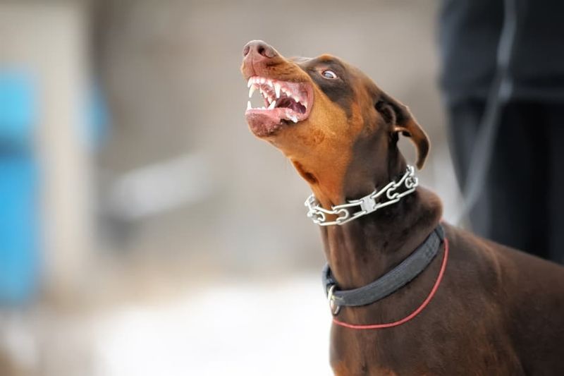 Doberman Pinscher