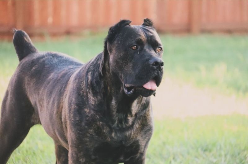 Cane Corso