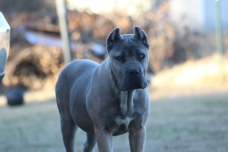 Cane Corso