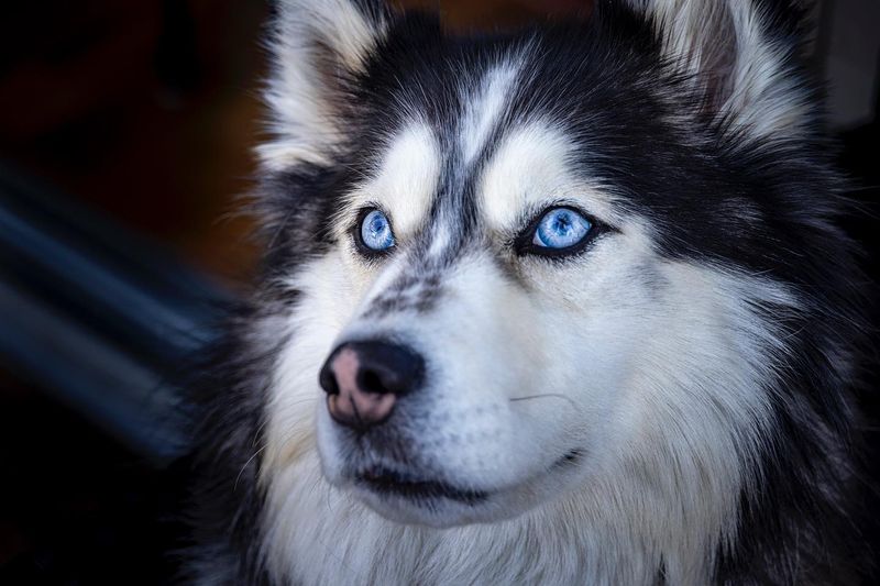 Siberian Husky