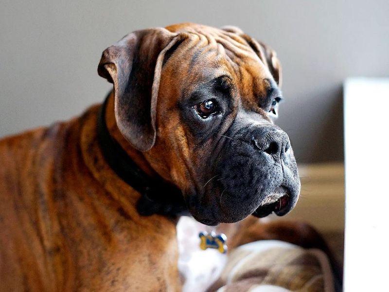 Boxer