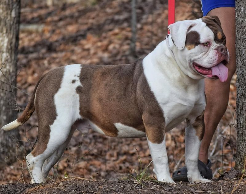 American Bulldog