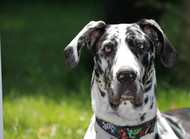 Great Dane