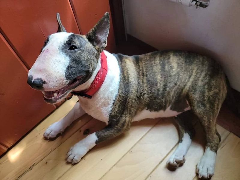 Bull Terrier