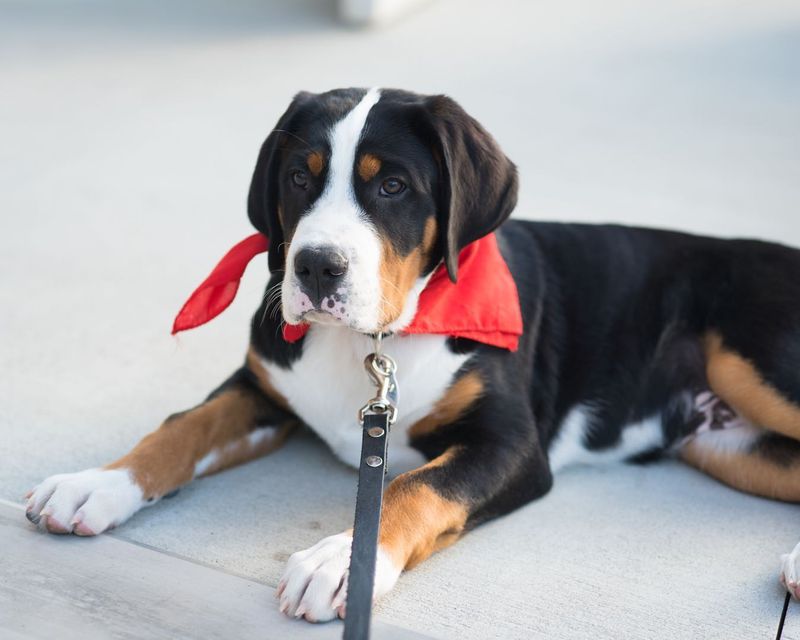 Greater Swiss Mountain Dog