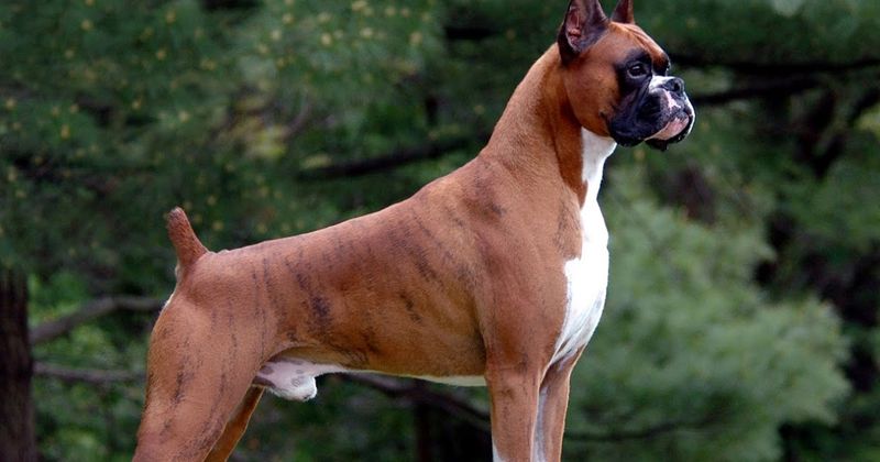 Boxer