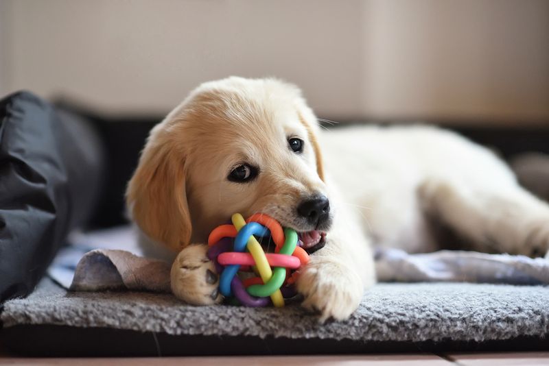 Chewing Everything