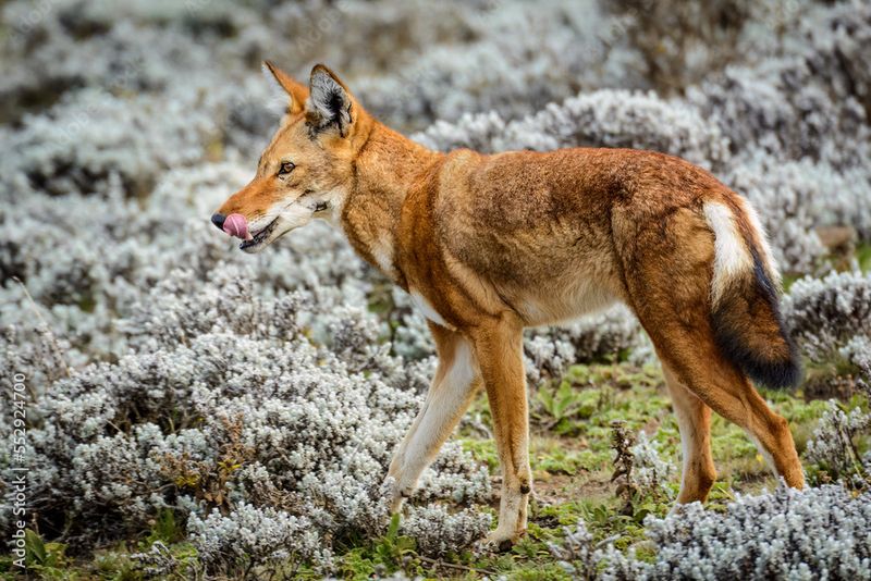 Simien Jackal