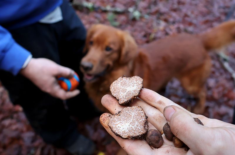 Truffles
