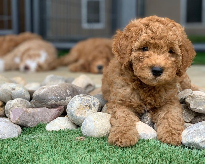 Springerdoodle