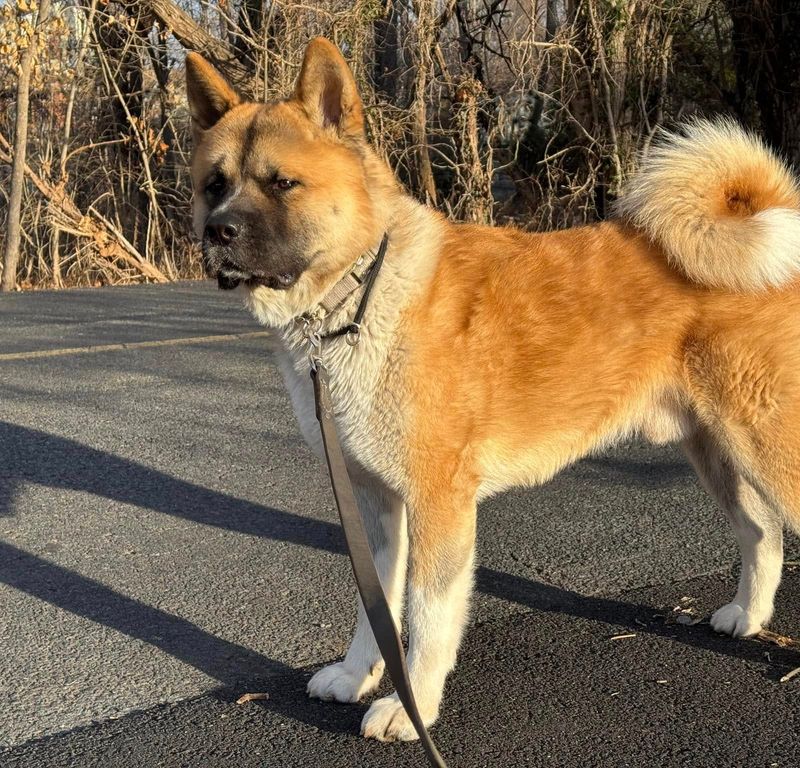 Akita
