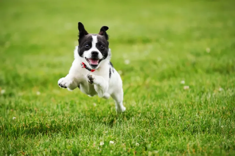 Exercise and Play