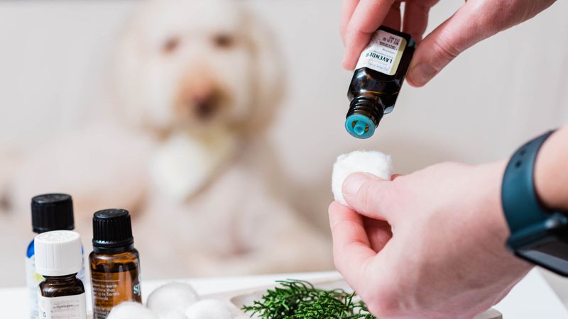 Calming Technique: Aromatherapy