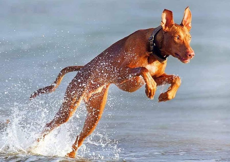 Pharaoh Hound