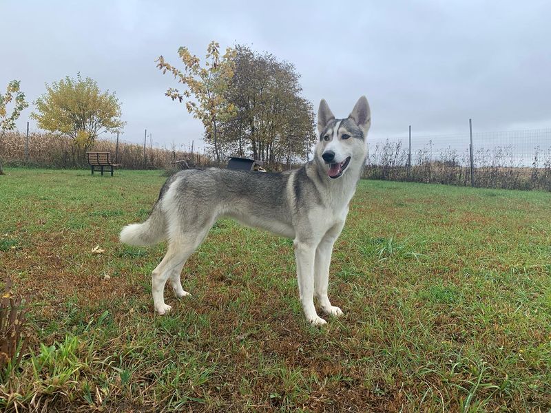Northern Inuit Dog