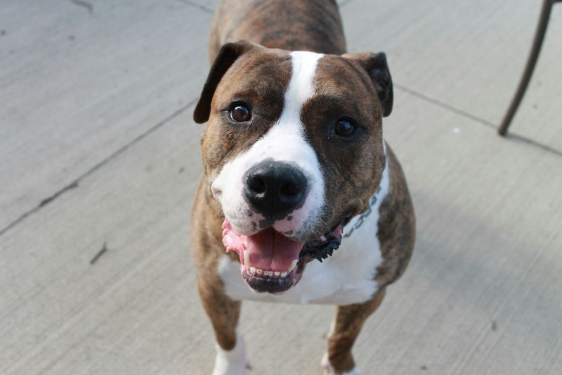 American Bulldog