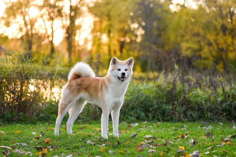 Akita