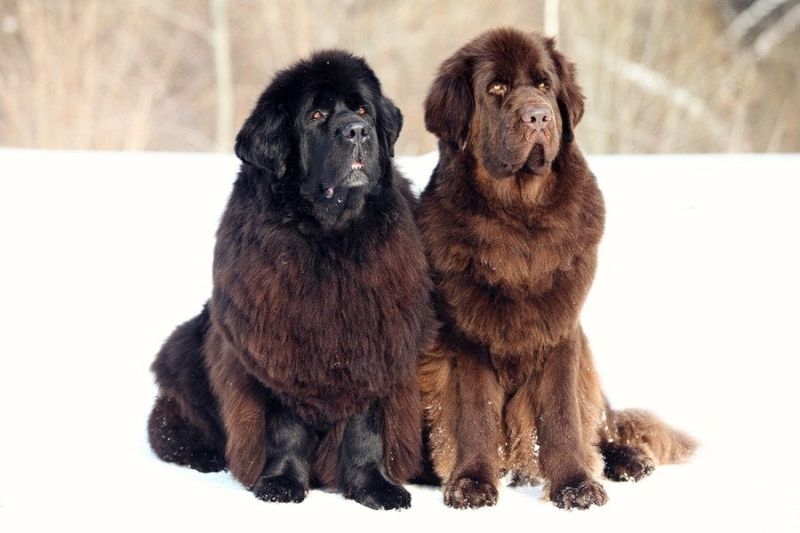 Newfoundland