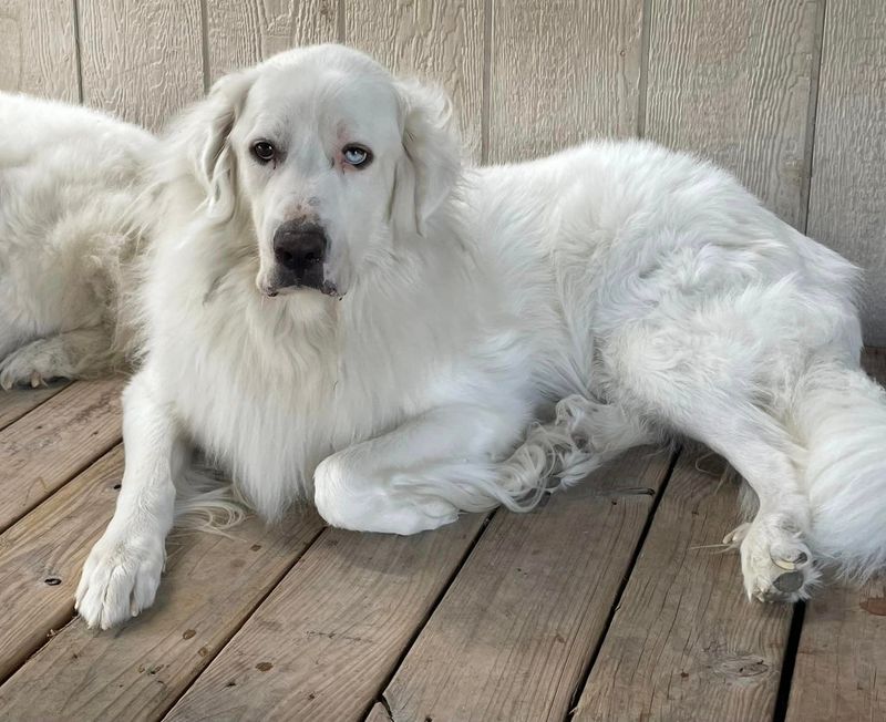 Great Pyrenees