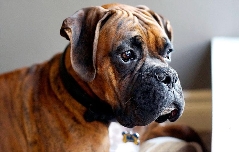 Boxer