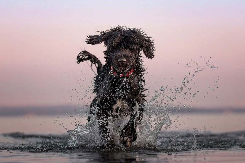 Portuguese Water Dog's Versatility