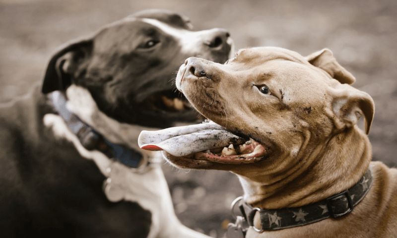 Pit Bull Terrier