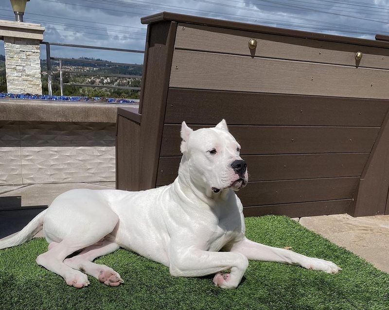 Dogo Argentino
