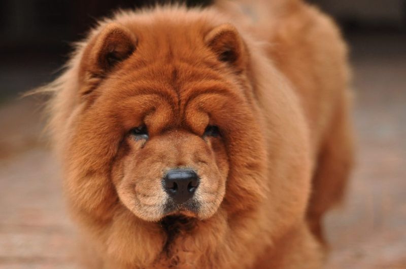 Chow Chow