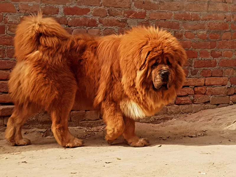 Tibetan Mastiff