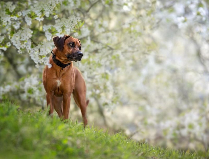 Rhodesian Ridgeback