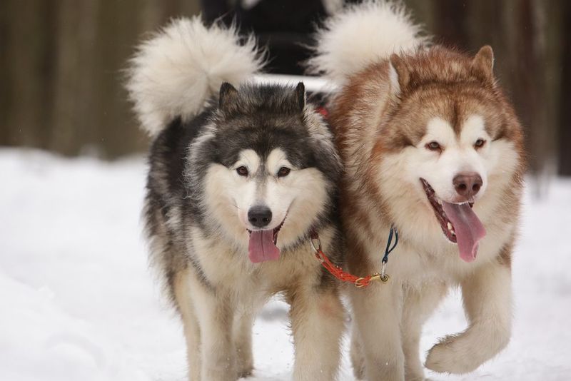 Alaskan Malamute